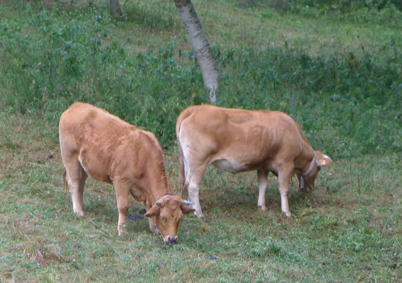 Cows With Bells