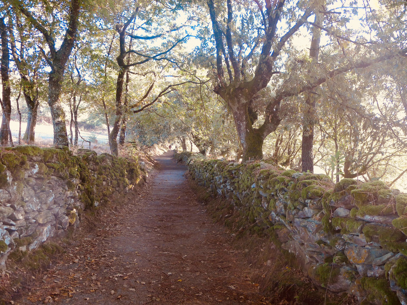 Lanes Lined By Moss Covered Stone Walls