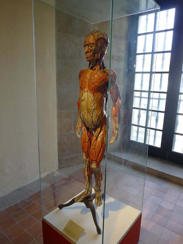 Anatomy In The 18th Century 
