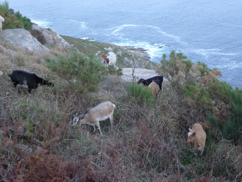 Wild Goats At Finisterre Lighthouse 