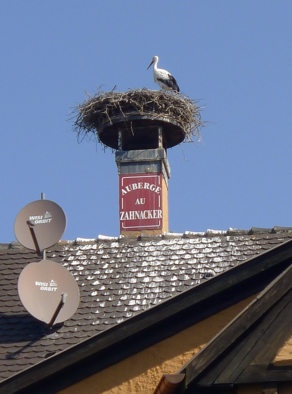 Storks are returning to Ribeauville 