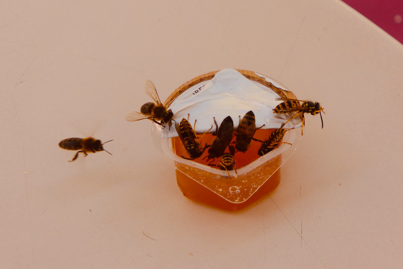 Bees Around A Jam Sachaet