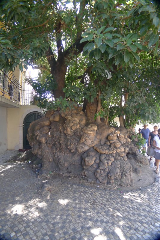 260 year old tree