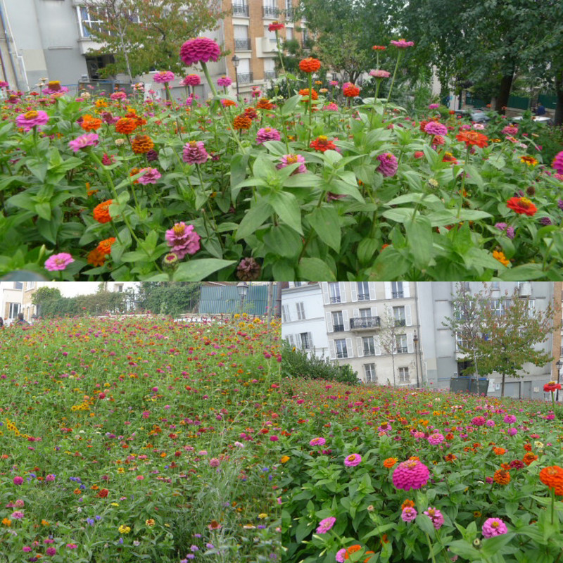 Wild flowers at Montmartre 