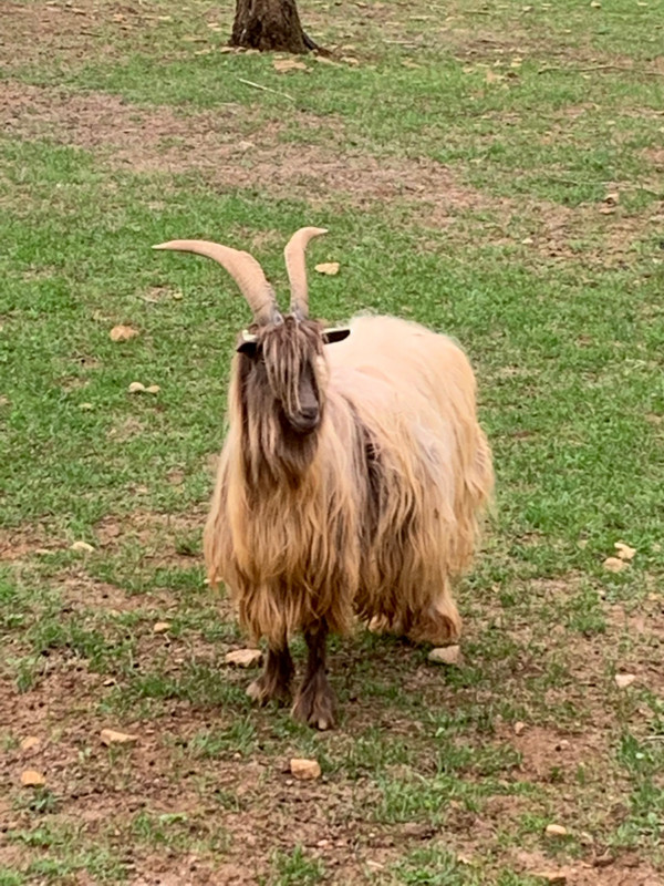 Woolly Goat, Esch Animal Park