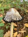 Hairy Mushrooms 