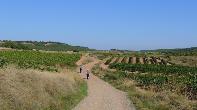 Heading into the vineyards