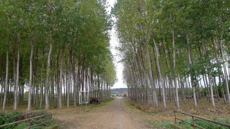 Grove of trees just before Santibanez de Valdeiglesia