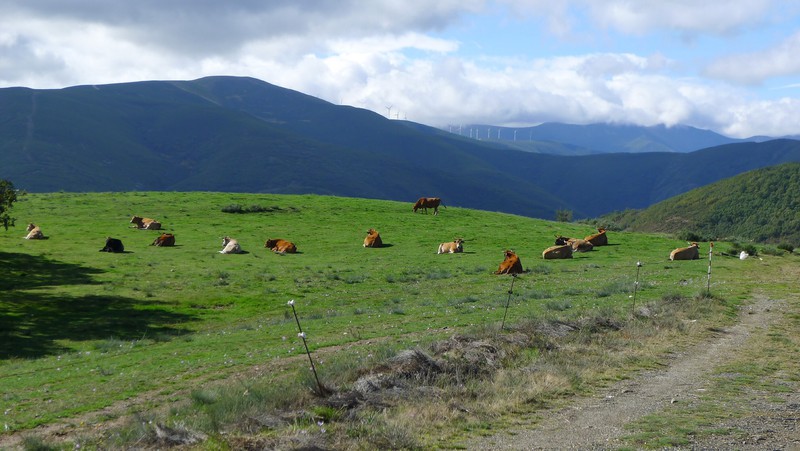 Cows on the Camino