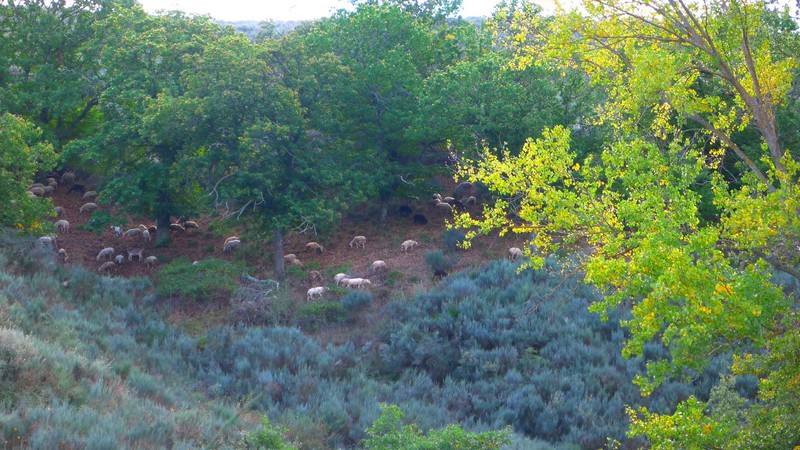 Sheep in the valley.
