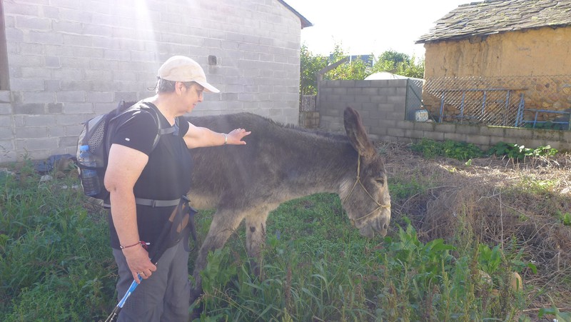 Sue, cautiously patting a donkey in Camponaraya 