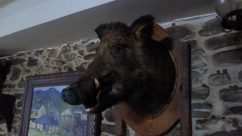 Wild boar at a bar