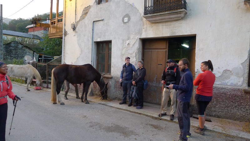 Horses being feed and prepared for us