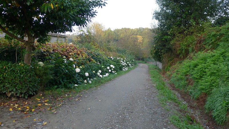 Hydrangeas along the path.