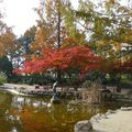 Autumn in the Japanese Gardens on Margaret Island