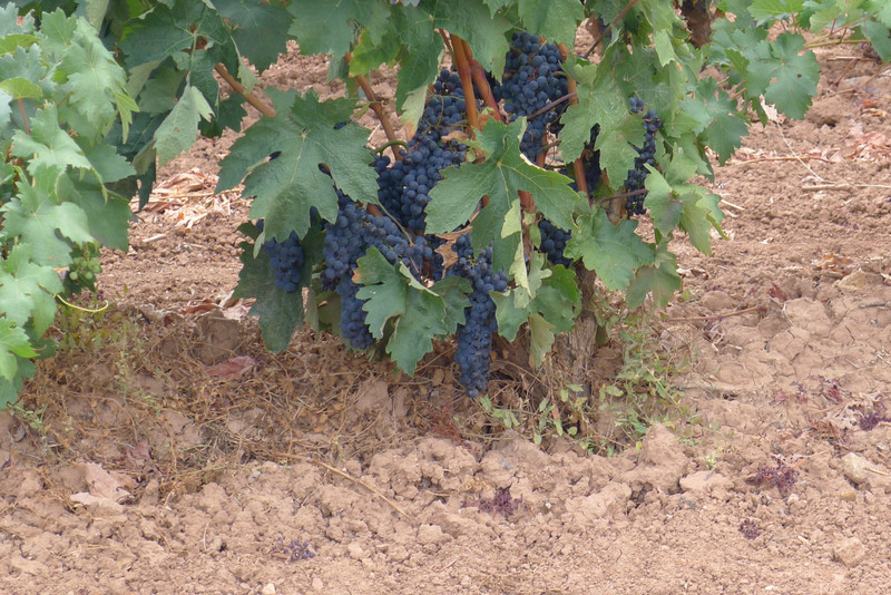 La Rioja Grapes