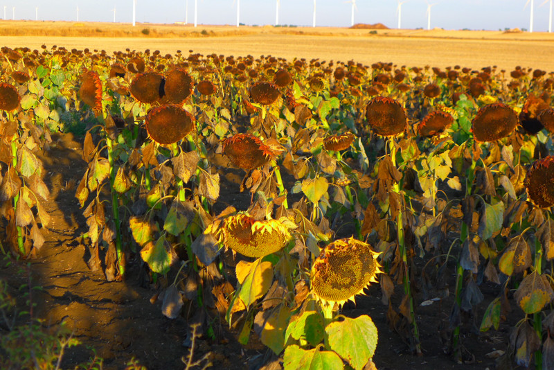 Ginormous Sunflowers