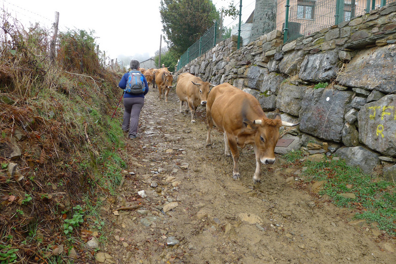 Running Of The Cows