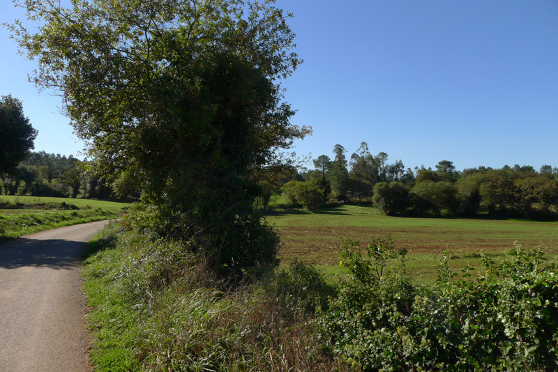 Asphalt Path, Lovely Countryside 