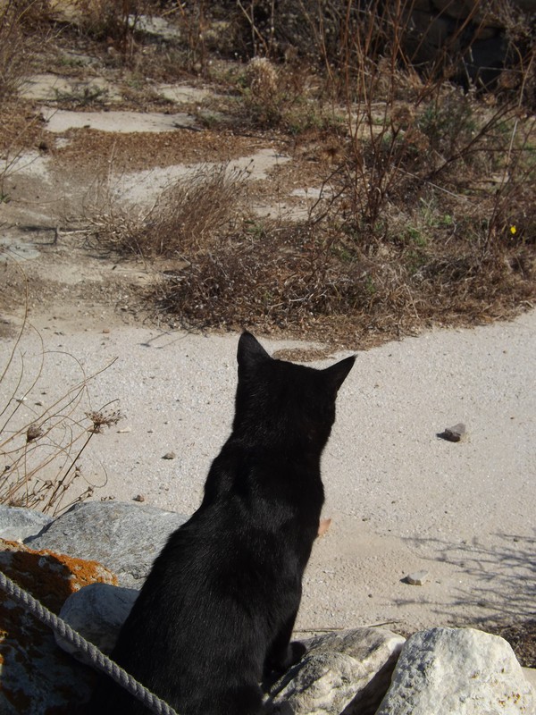 Cat Looking at Delos Ruins - Copy