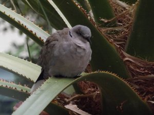 Dove in Palm Tree