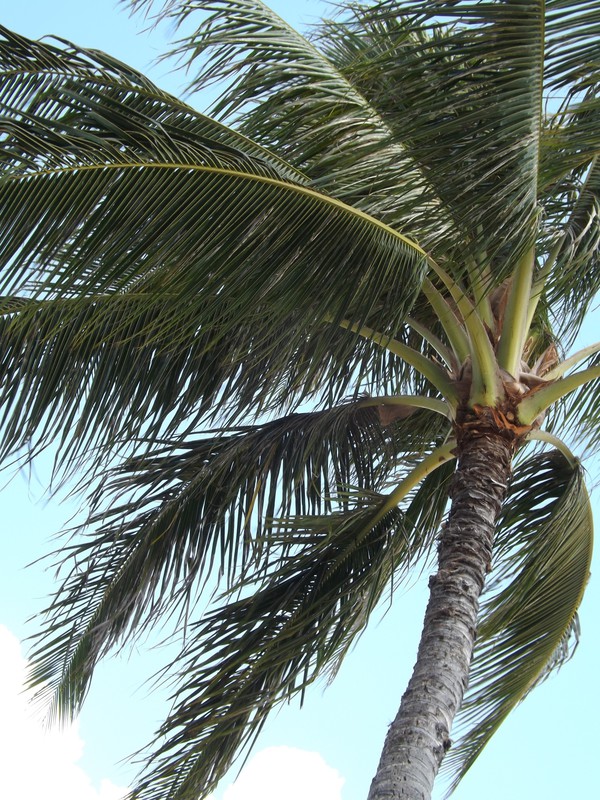 Palm Tree Blowing in the Wind