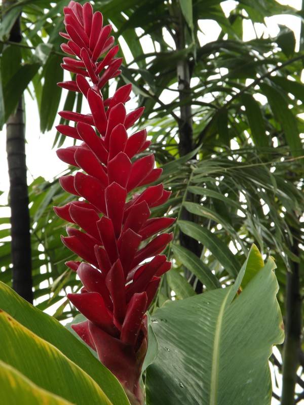 Tropical Flower at the Kahala