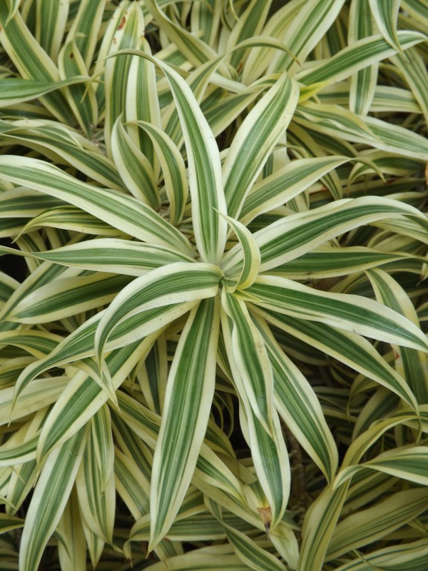 Green-leaved Plant at the Kahala