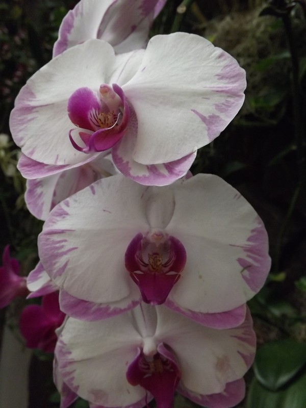 Orchid at the Kahala