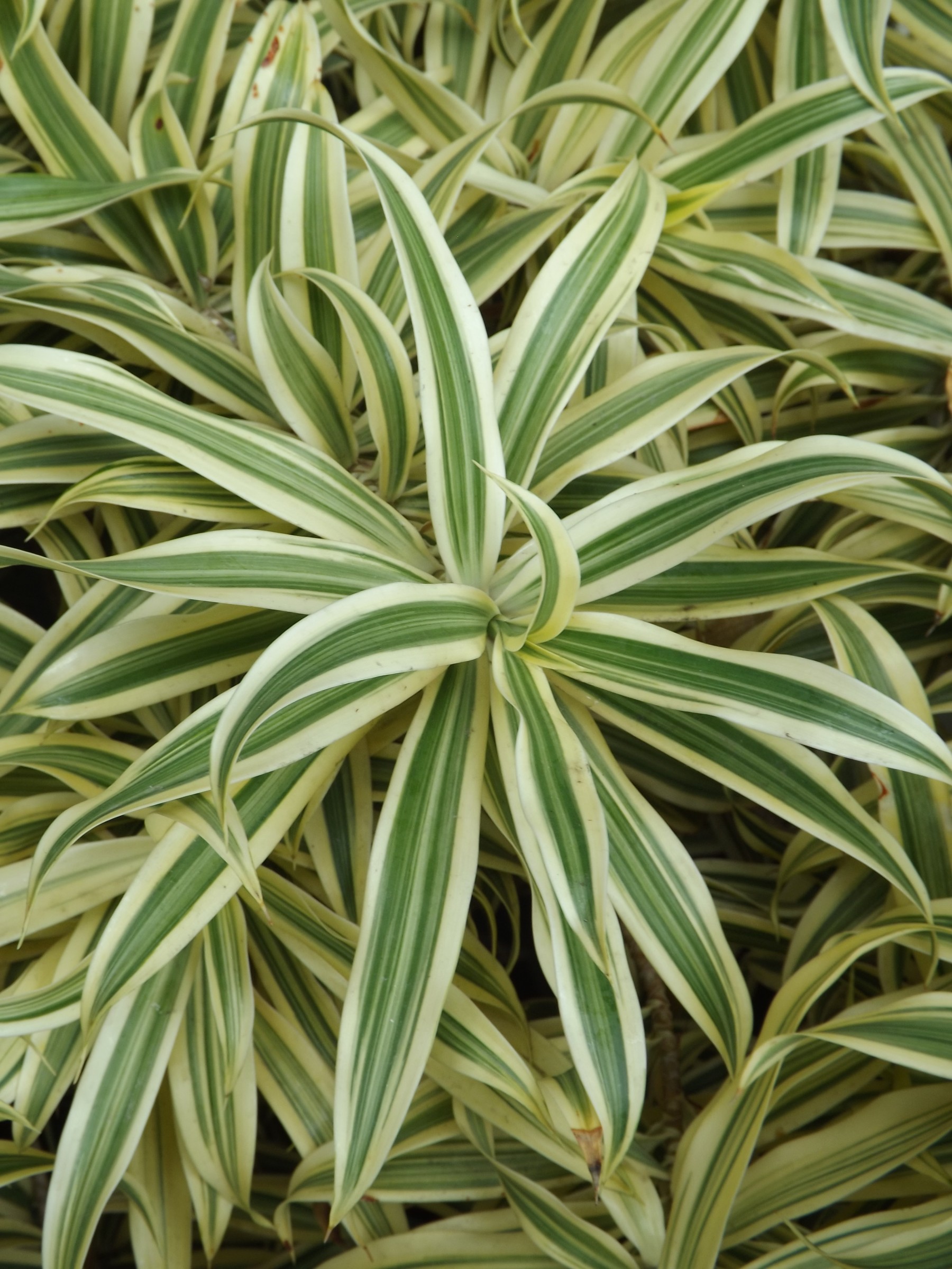 Green-leaved Plant at the Kahala | Photo