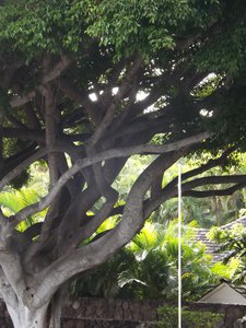 Tree on Waialae Golf Course (2)