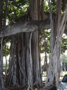 Tree at Wai Alae Beach Park