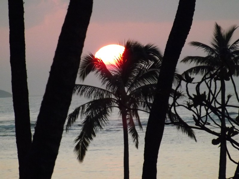 Palm with Sun