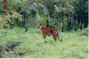 Indian_Tiger_at Kanha National Park
