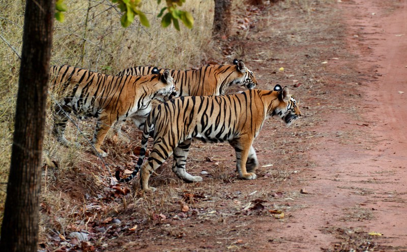 Tiger cubs