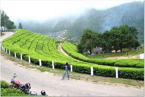 Tree Garden At Munnar