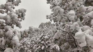 Snowfall in Black Hills South Dakota