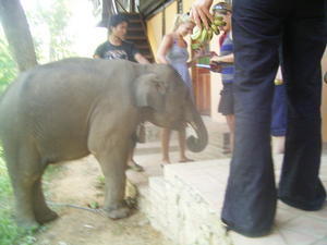 Our 3 yo baby elephant