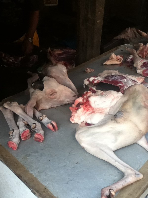 Slaughtered goat