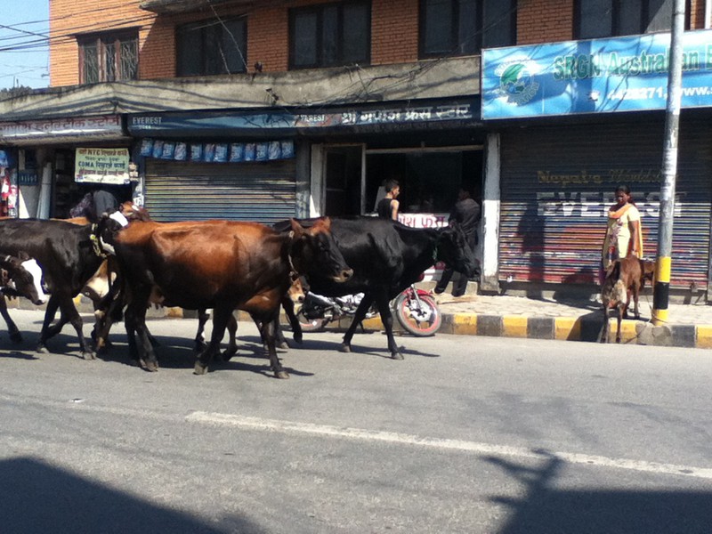 Cows wandering the street are a popular sight