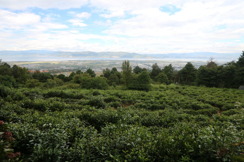 View from the tea plantation