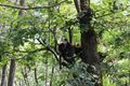 Yunnan snub nosed monkey, Tacheng National Park