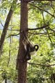 Yunnan snub nosed monkey, Tacheng National Park