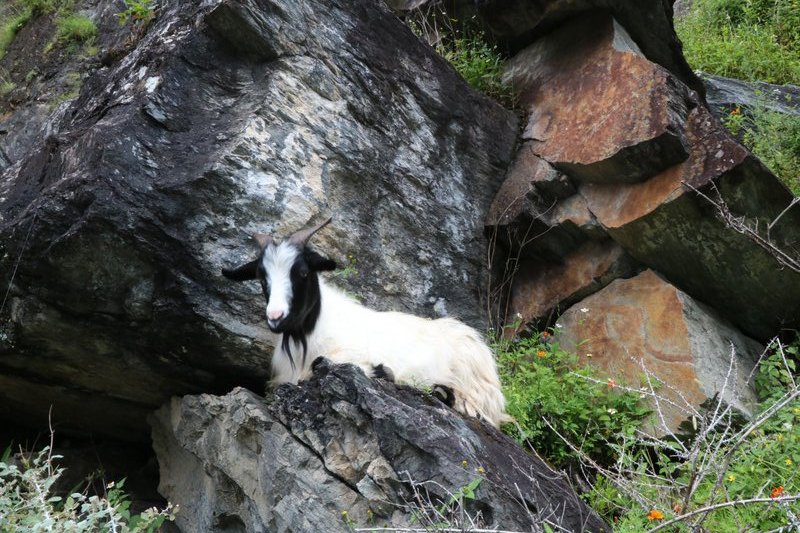 Goat on the Tiger Leaping Gorge trek