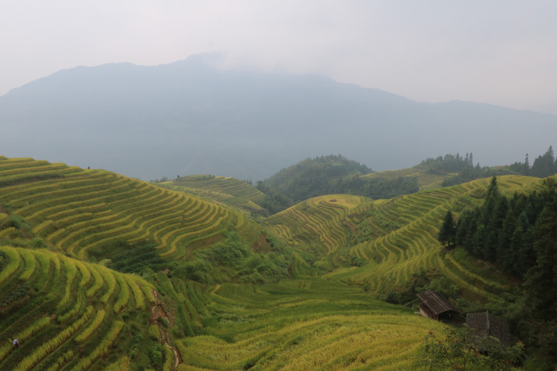 Rice terraces on the way to Longji village
