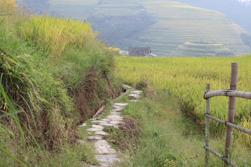 Rice terraces between Longji and Ping'An