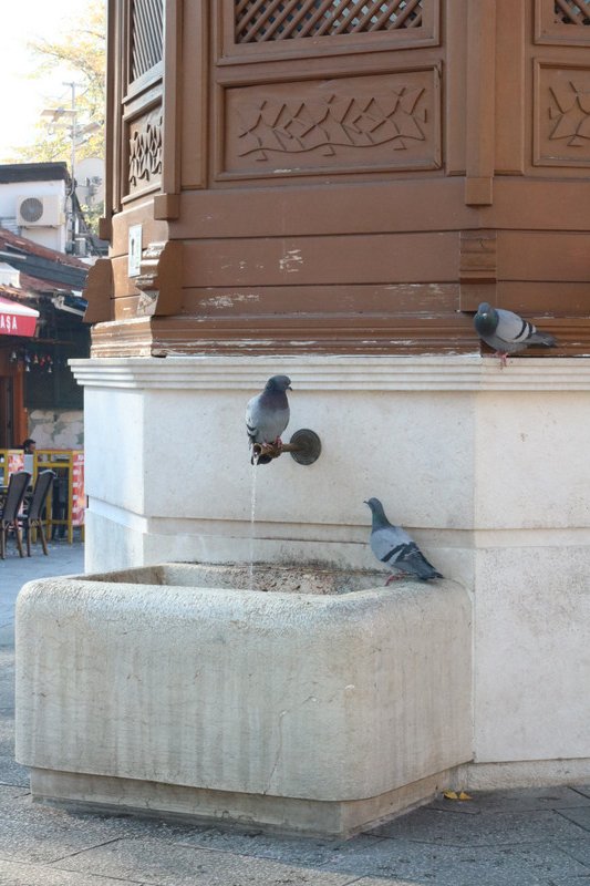 Pigeons drinking from the water foundation in Baščaršija
