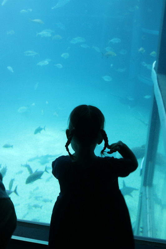 Osaka aquarium