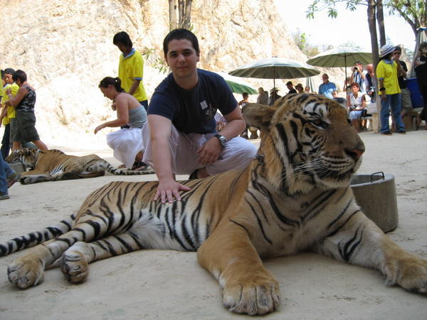 Scotts tiger