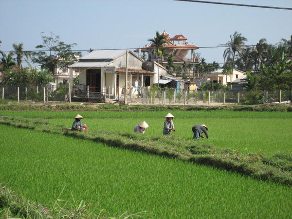 Women working in the rice fields